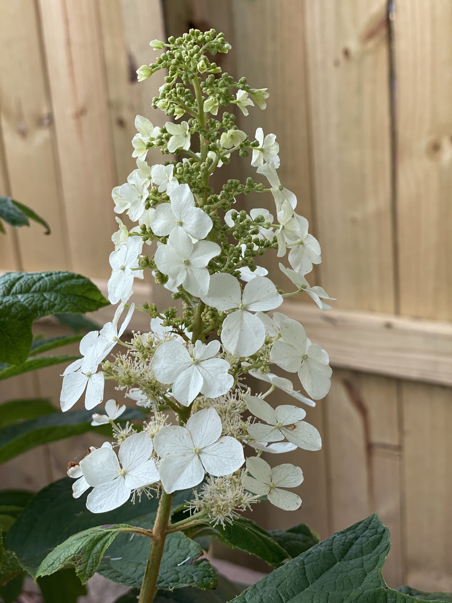 Ellen Huff Oakleaf Hydrangea 3 Gallon - Hydrangea quercifolia 'Ellen Huff'
