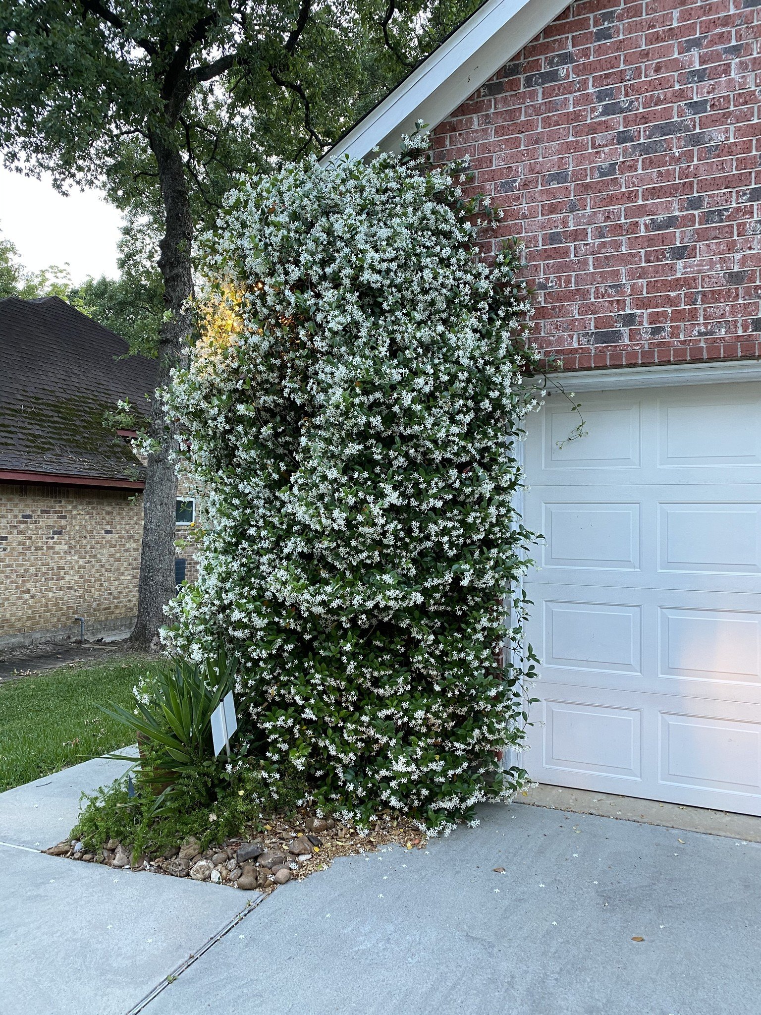 Star Jasmine 5 Gallon - Trachelospermum jasminoides