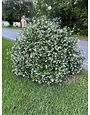 STAR JASMINE PLANT, 5 GALLON