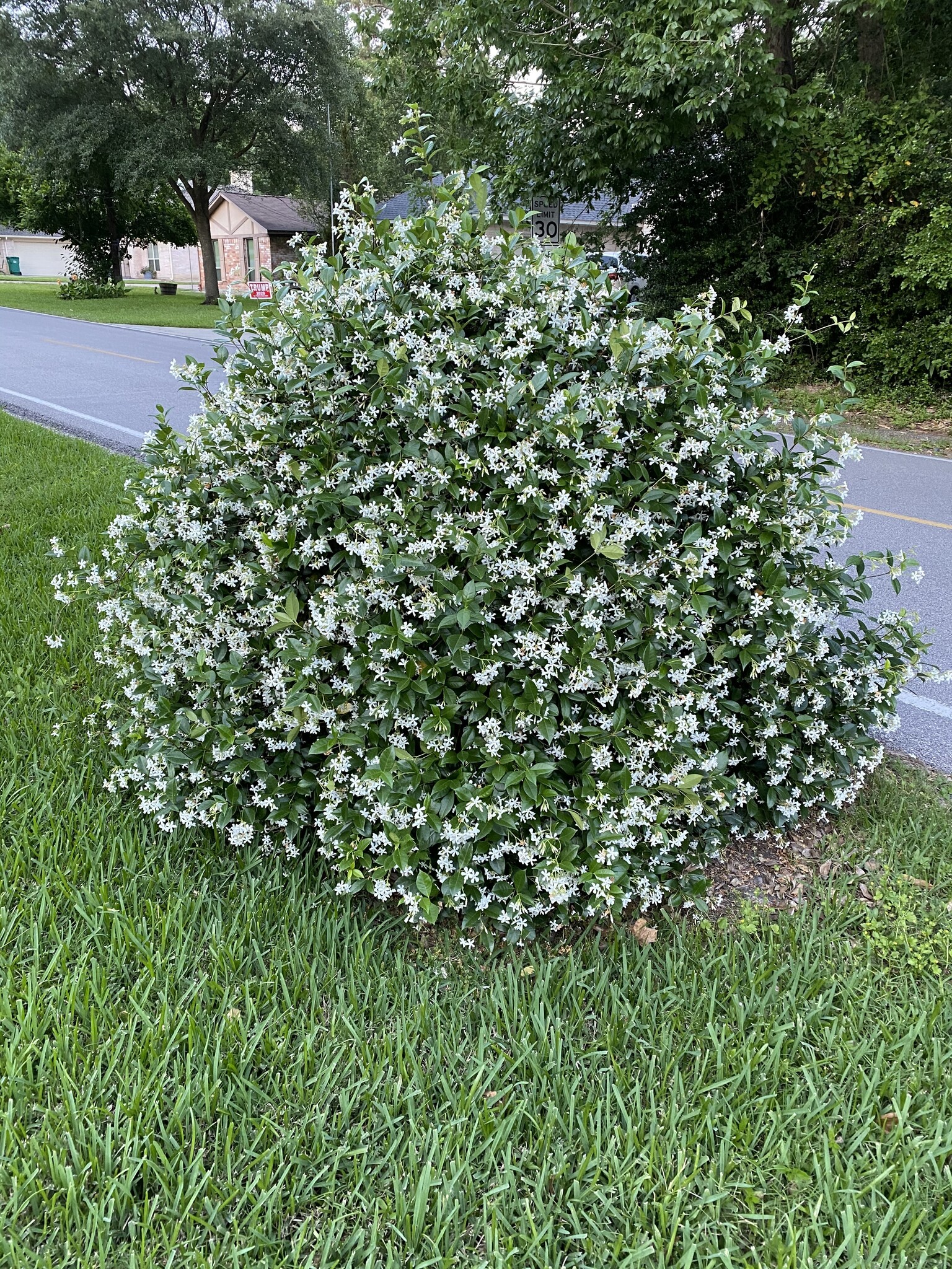 STAR JASMINE PLANT, 5 GALLON