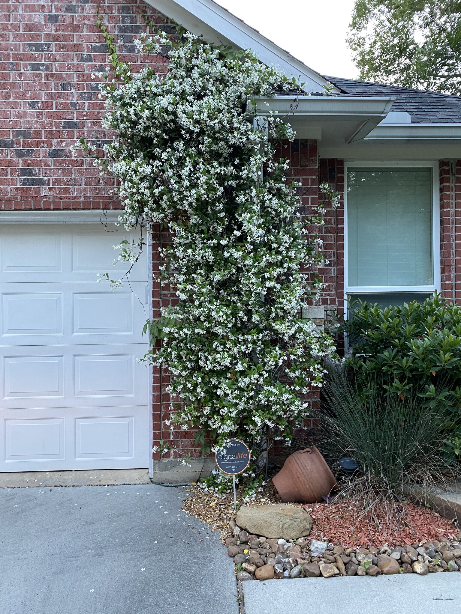 STAR JASMINE PLANT, 5 GALLON