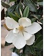 LITTLE GEM MAGNOLIA TREE, 15 GALLON