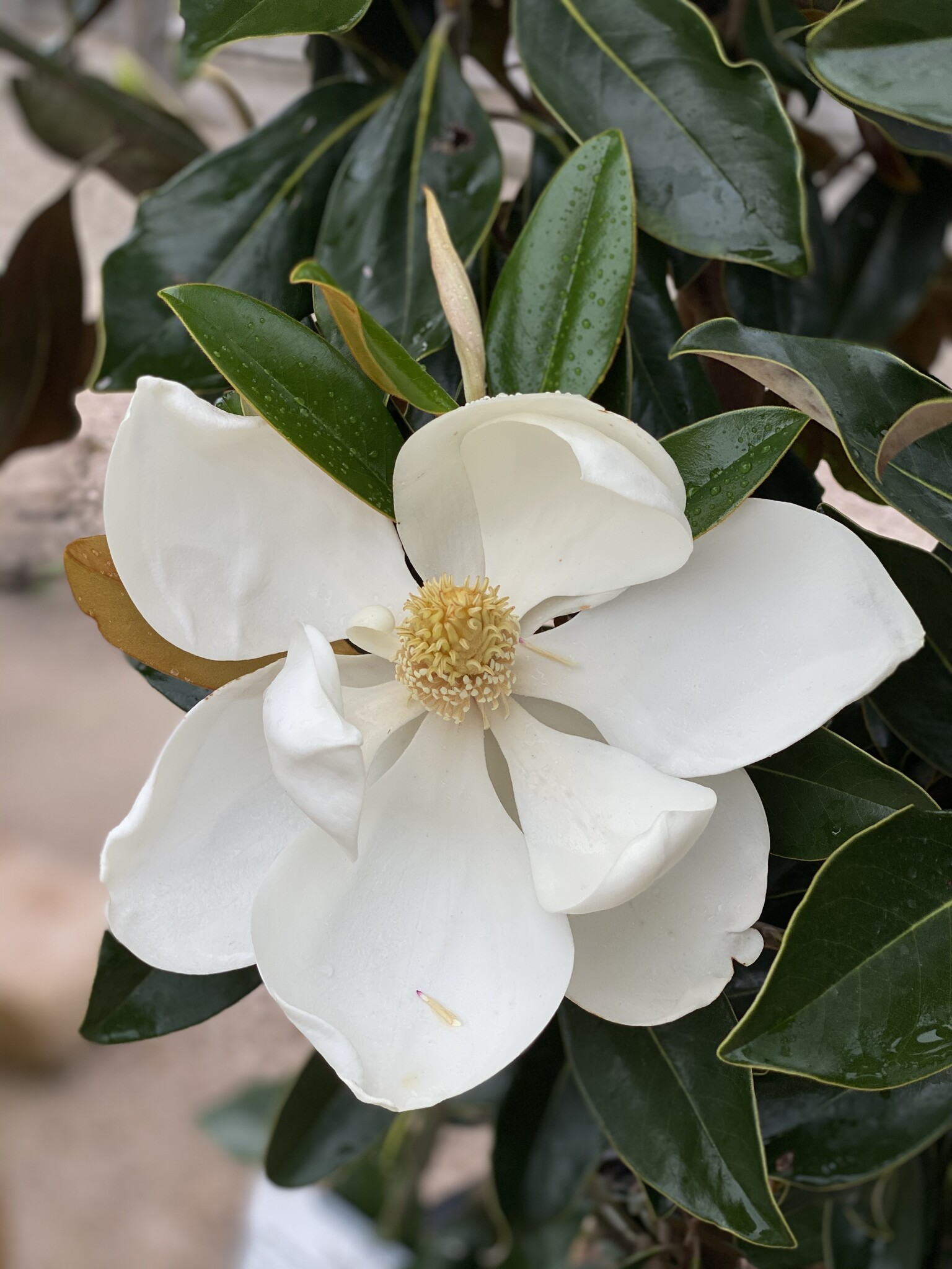 MAGNOLIA, 'LITTLE GEM', 15g