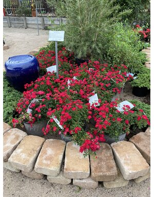 ROSE, 'DRIFT RED', 3G