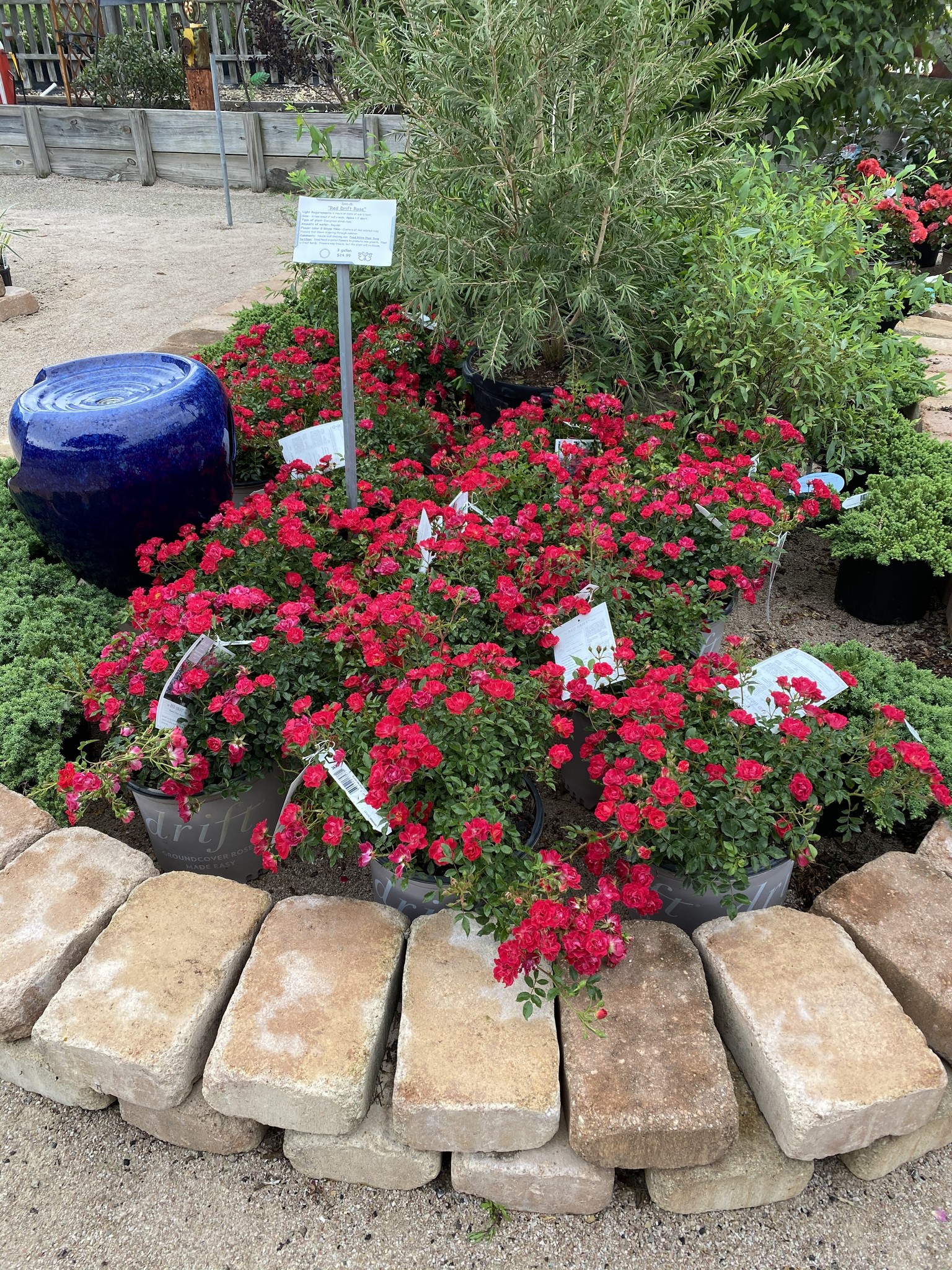 rose, red drift 3g - growers outlet willis texas