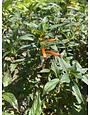 David Verity Cuphea 1 Gallon - Cuphea llavea 'David Verity'