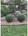 Dwarf Yaupon Holly 3 Gallon - Ilex vomitoria 'Nana'