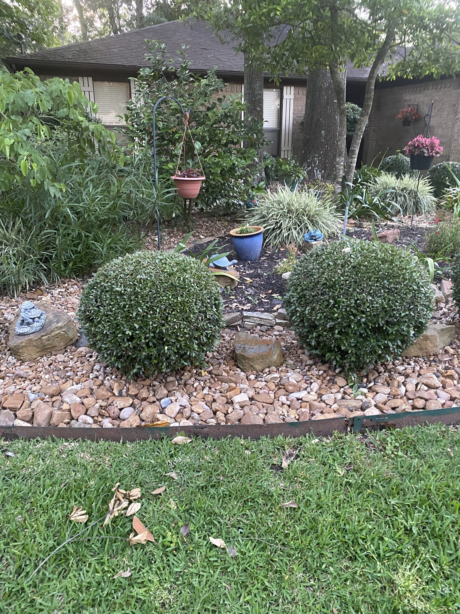 Dwarf Yaupon Holly 3 Gallon - Ilex vomitoria 'Nana'