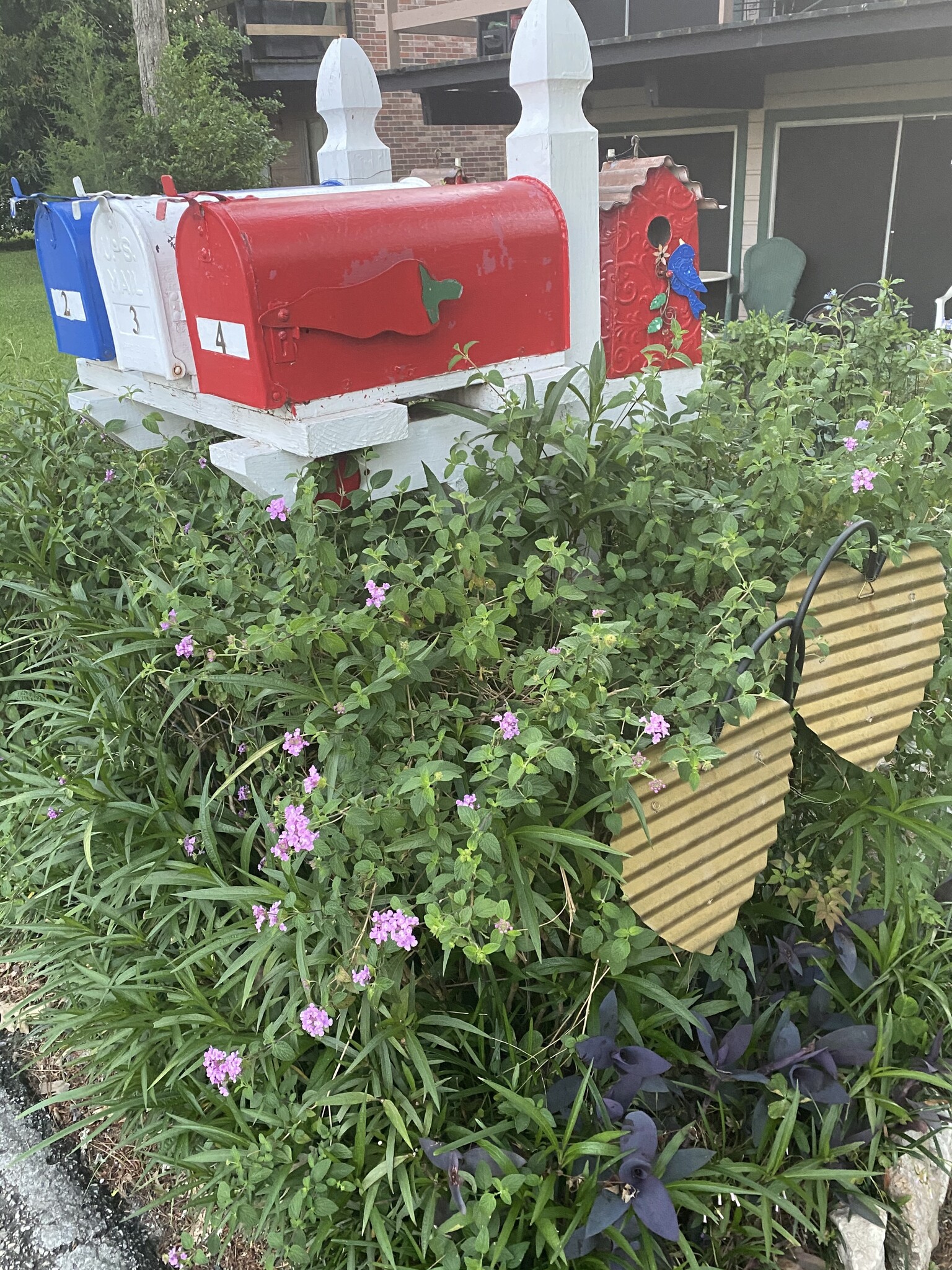 LANTANA, 'TRAILING LAVENDER', 1G