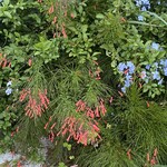 FIRECRACKER FERN, 'RED, 1G