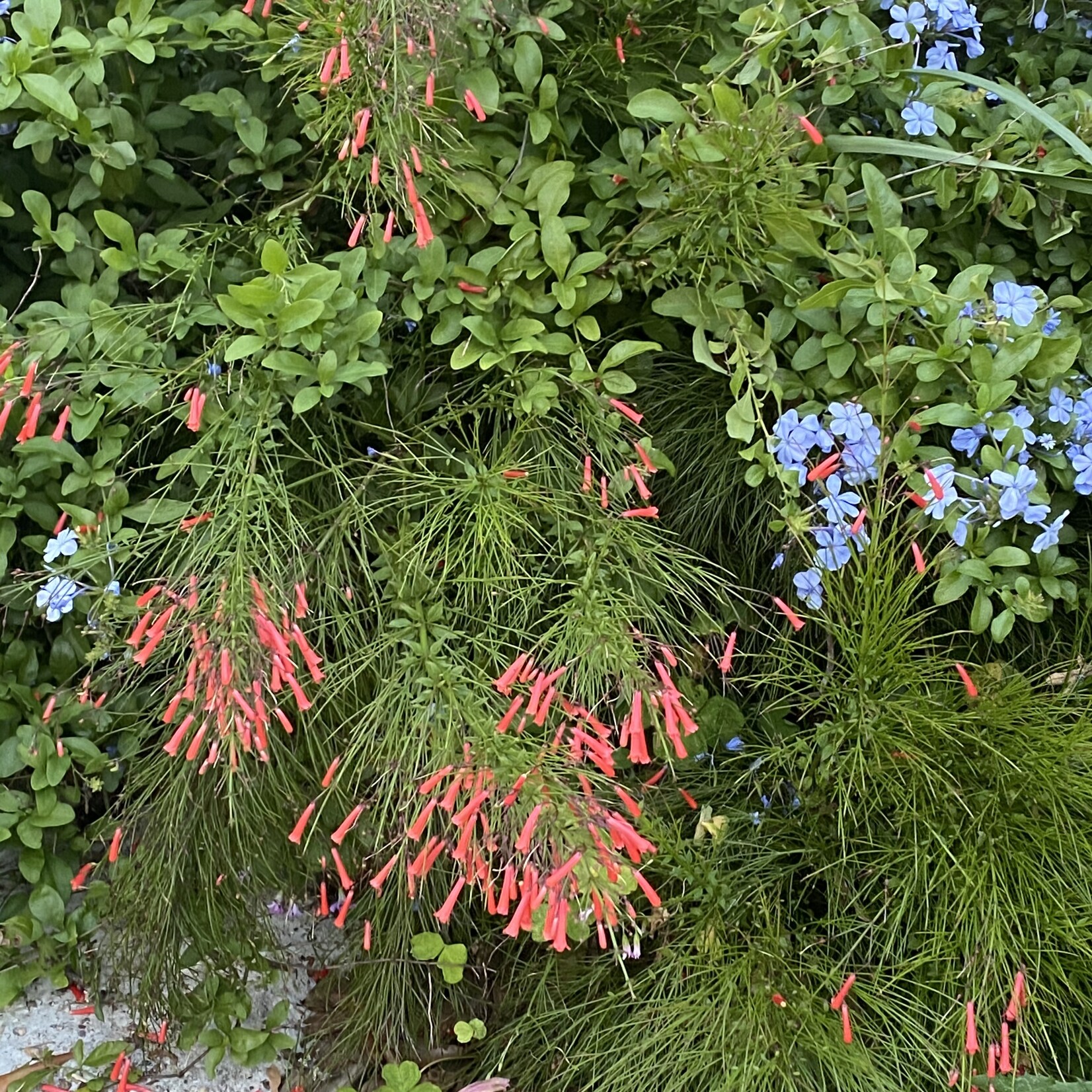 FIRECRACKER FERN, 'RED, 1G