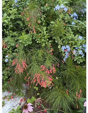 FIRECRACKER FERN, 'RED', 1G*
