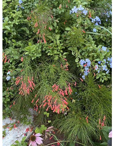 FIRECRACKER FERN, 'RED', 1G*