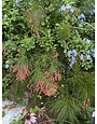 'RED' FIRECRACKER FERN, 1 GALLON
