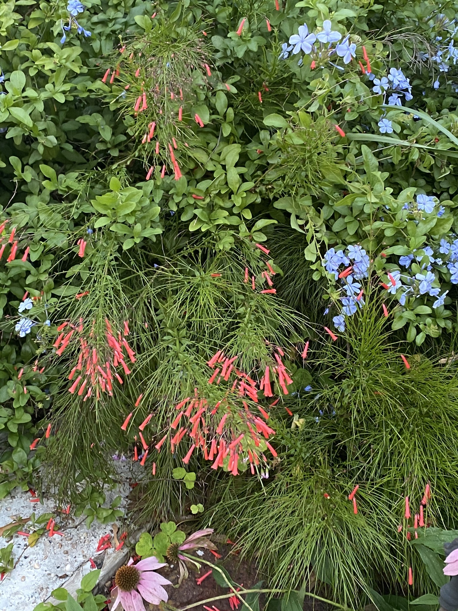 'RED' FIRECRACKER FERN, 1 GALLON