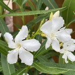 OLEANDER, 'WHITE SANDS', 3G