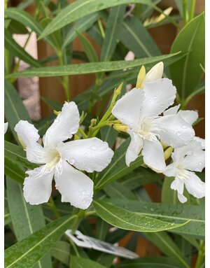 OLEANDER, 'WHITE SANDS', 3G