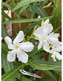 OLEANDER, 'WHITE SANDS', 3G