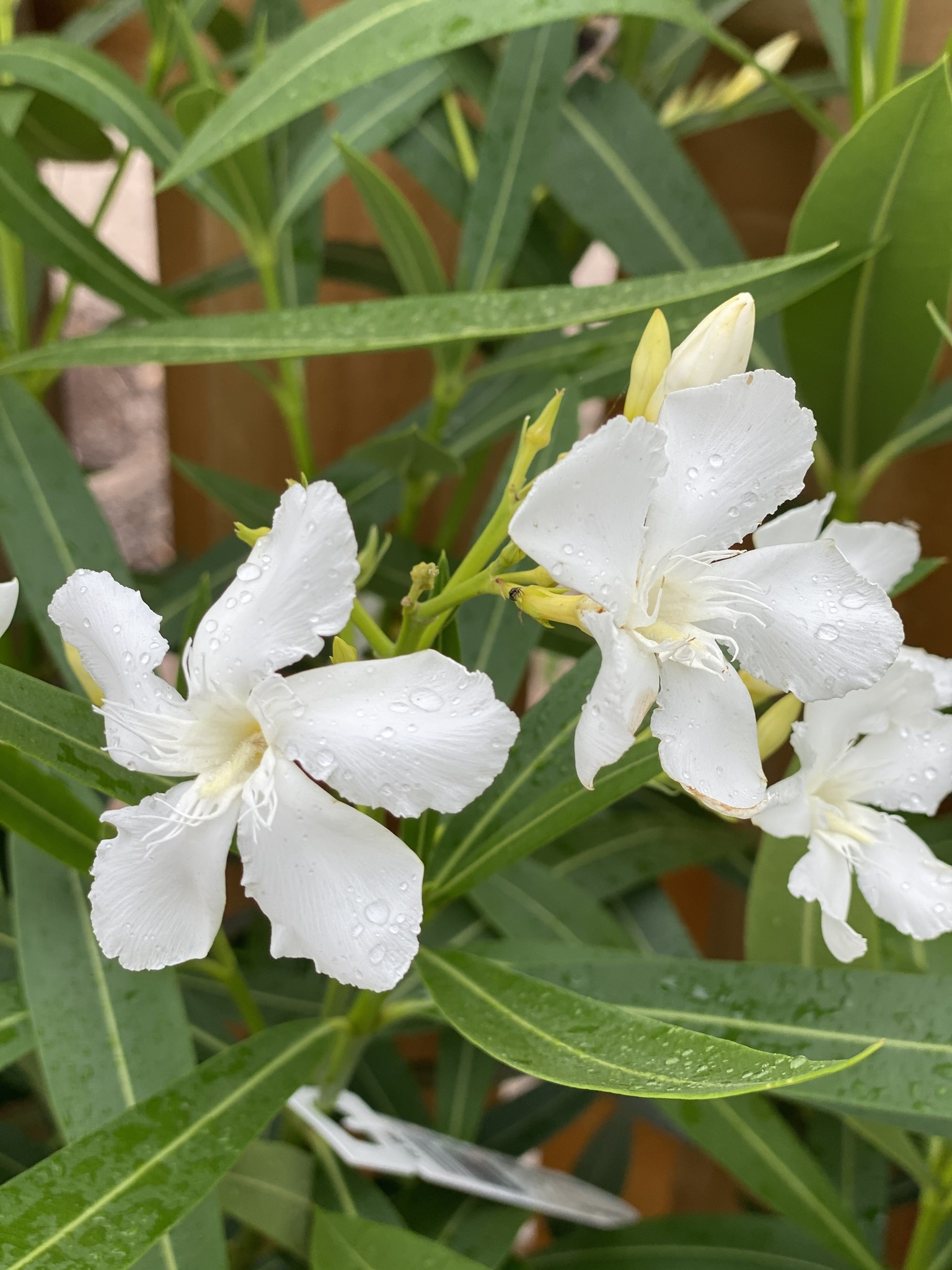 OLEANDER, 'WHITE SANDS', 3G