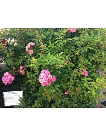 ROSE, 'PEGGY MARTIN', 3G