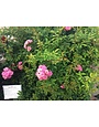 'PEGGY MARTIN' CLIMBING ROSE, 3 GALLON
