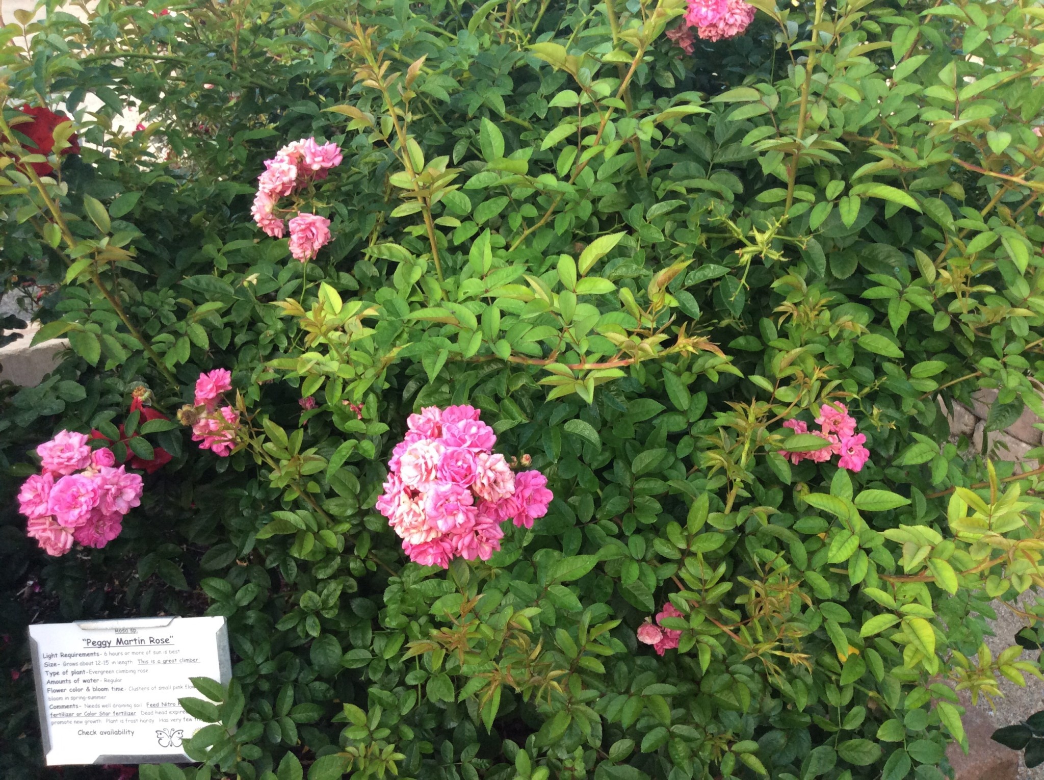 'PEGGY MARTIN' CLIMBING ROSE, 3 GALLON
