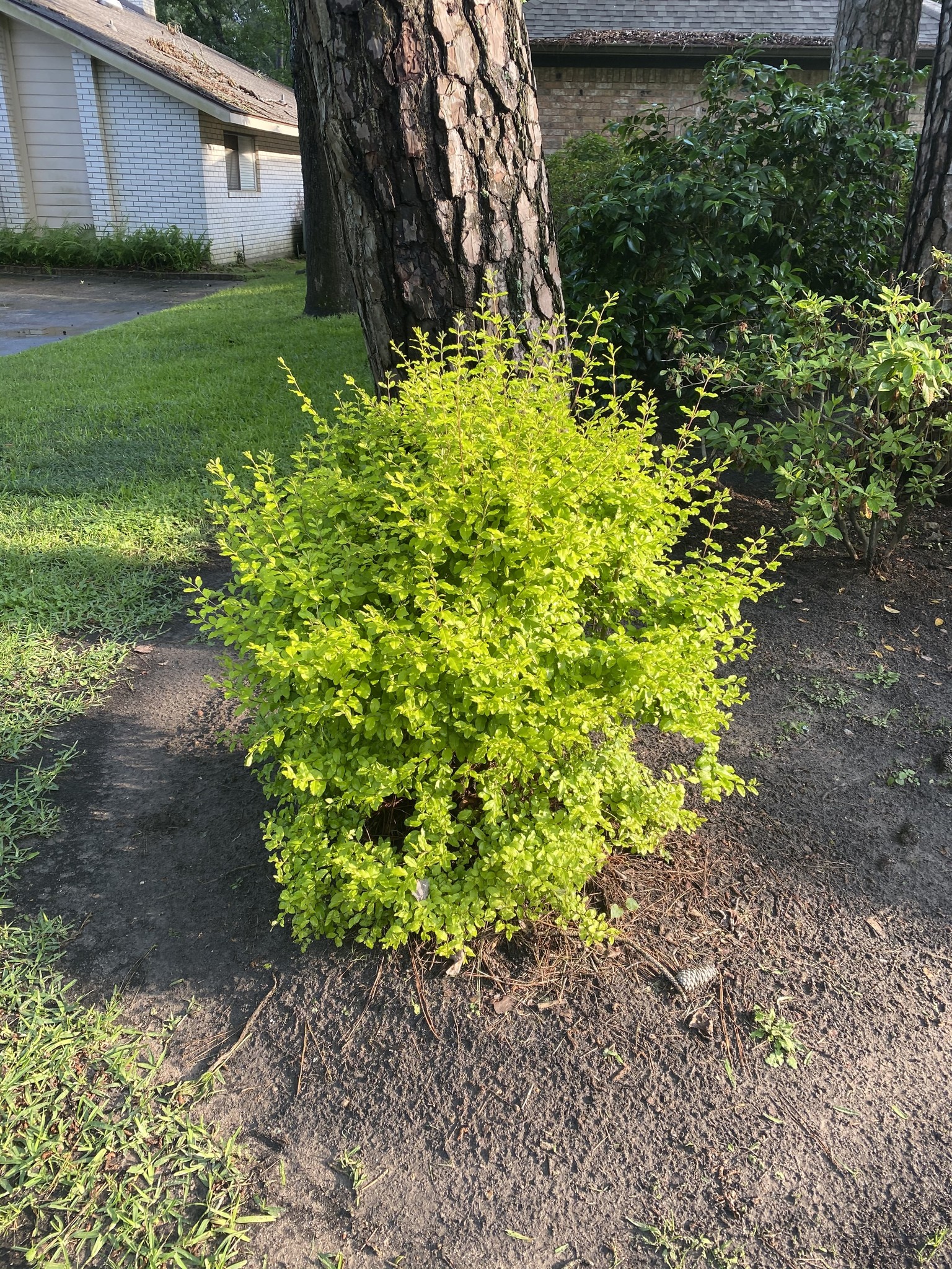 Ligustrum 'Sunshine' 3 Gallon - Golden Variegated Evergreen Shrub