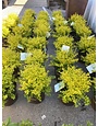 Ligustrum 'Sunshine' 3 Gallon - Golden Variegated Evergreen Shrub