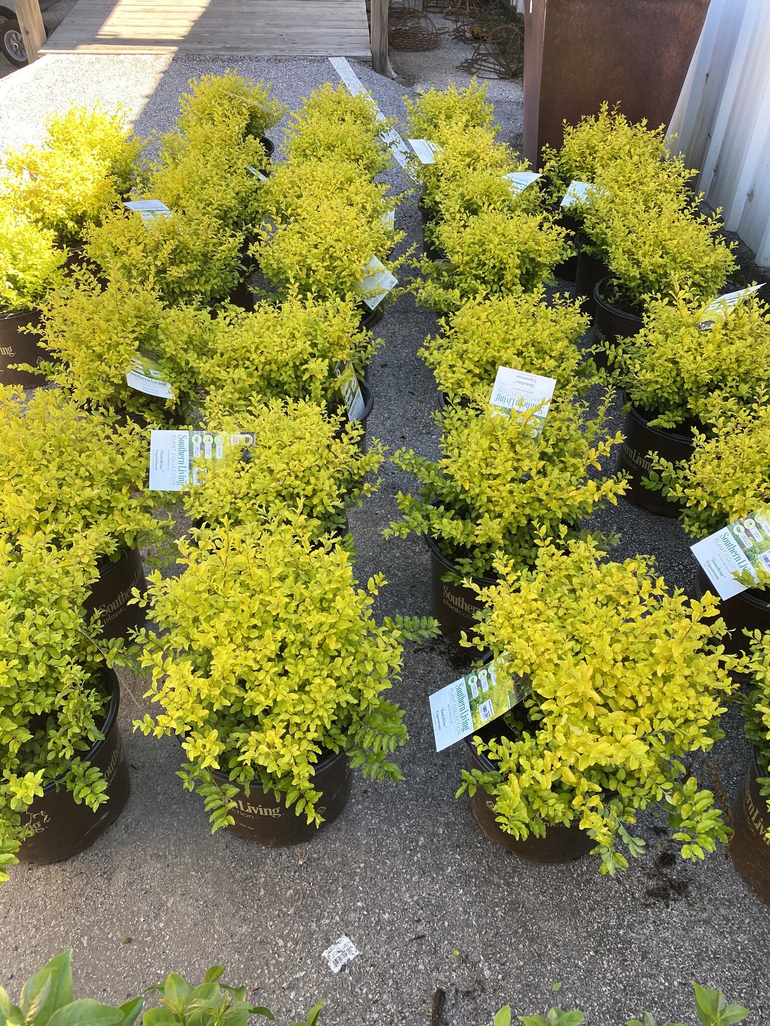 ‘SUNSHINE’ LIGUSTRUM, 3 GALLON