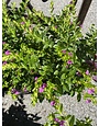 MEXICAN HEATHER PLANT, 1 GALLON