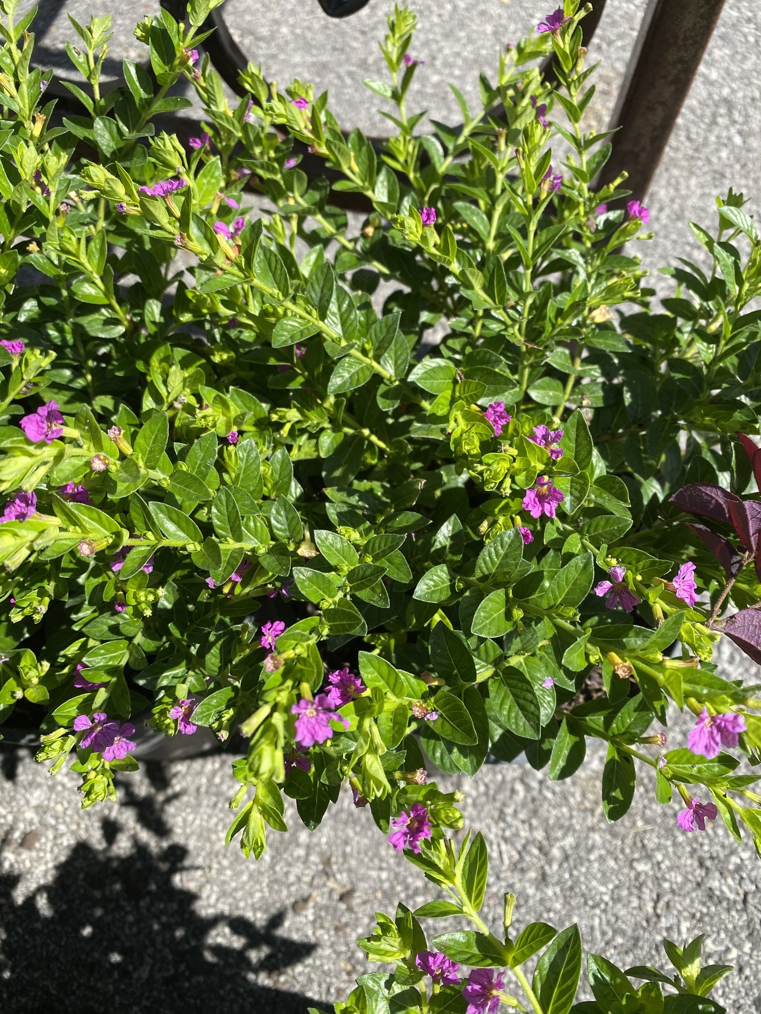 CUPHEA, 'ALLISON', MEXICAN HEATHER, 1G