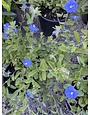 EVOLVULUS, 'BLUE DAZE', 1G.