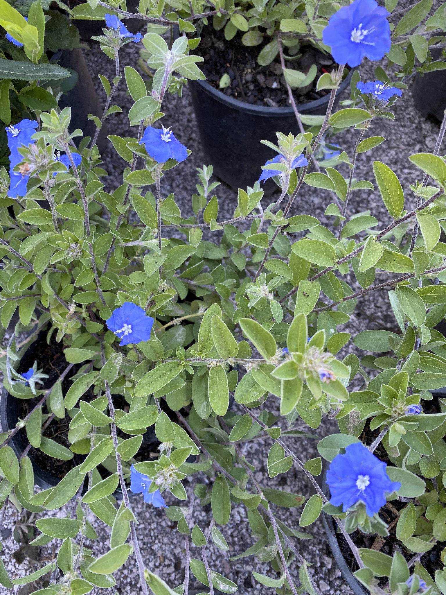 EVOLVULUS, 'BLUE DAZE', 1G.