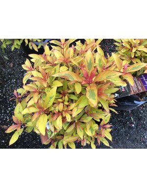 HAMELIA, HUMMINGBIRD BUSH, 'LIME SIZZLER', 3G*