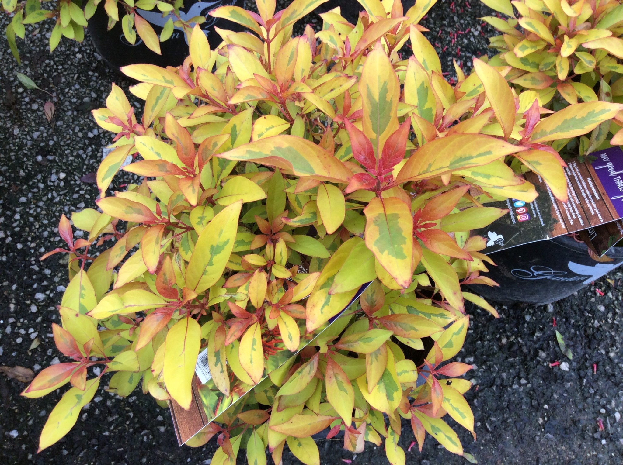 'LIME SIZZLER'™ HUMMINGBIRD BUSH, 3 GALLON