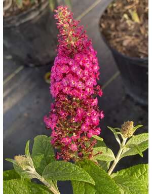BUDDLEIA, 'CRAN RAZZ', BUTTERFLY BUSH, 3G