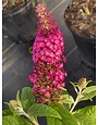 'CRANRAZZ'™ HUMDINGER® BUTTERFLY BUSH, 3 GALLON