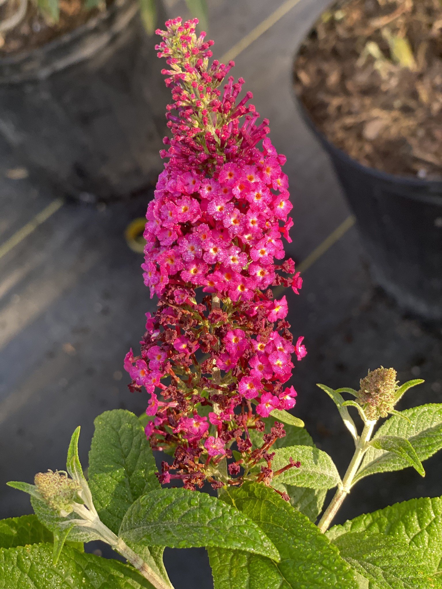 BUDDLEIA, 'CRAN RAZZ', BUTTERFLY BUSH, 3G