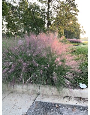 GRASS, PINK MUHLY, 1G