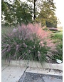 'PINK MUHLY' GRASS, 3 GALLON