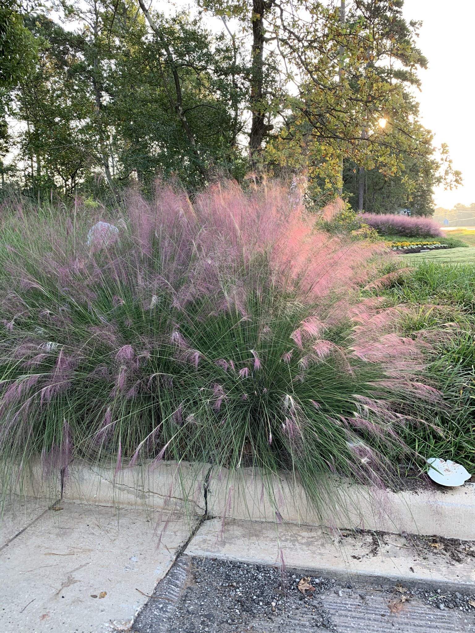'PINK MUHLY' GRASS, 3 GALLON
