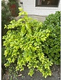 DURANTA, 'CUBAN GOLD' 1G