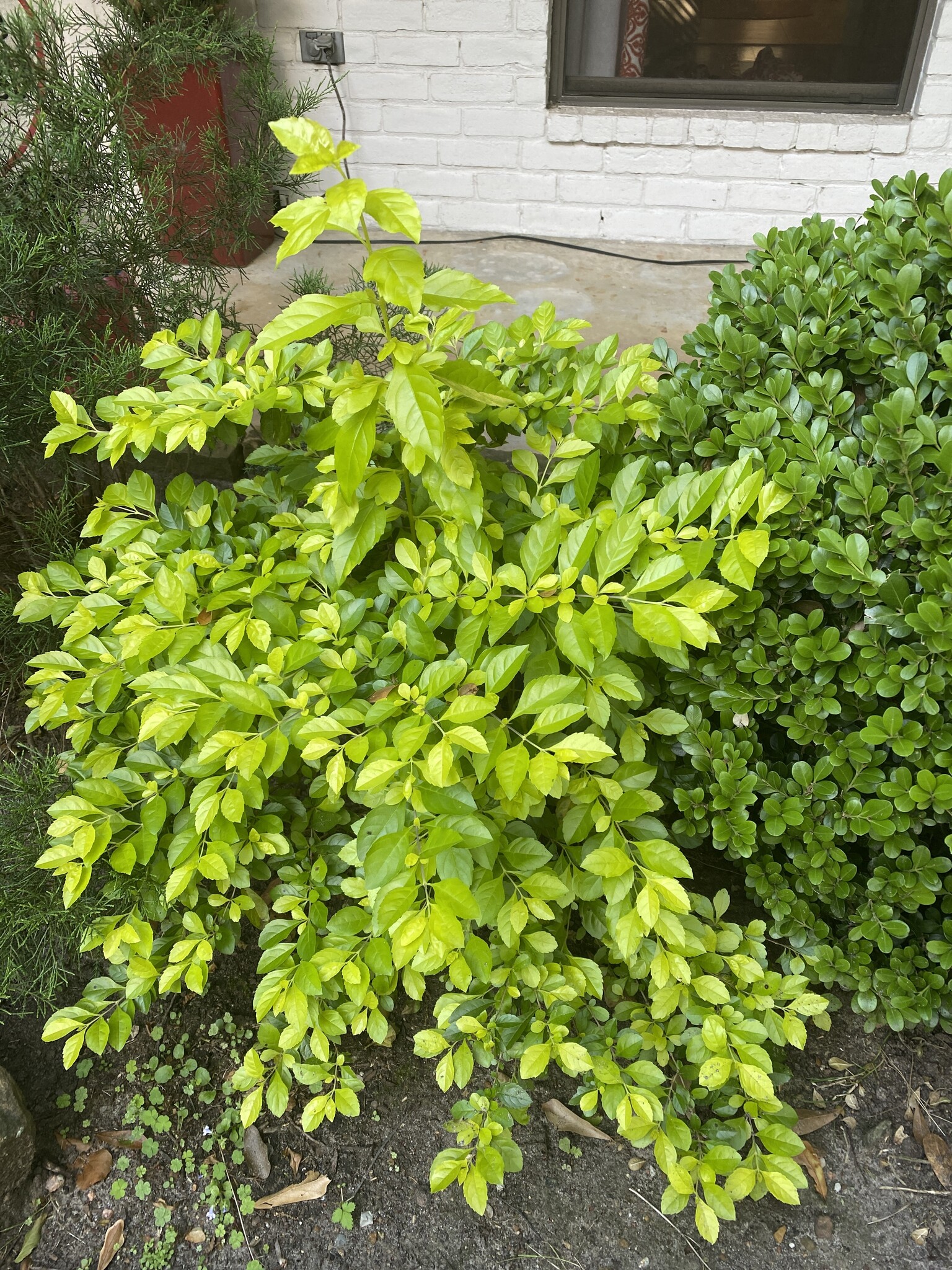 DURANTA, 'CUBAN GOLD' 1G