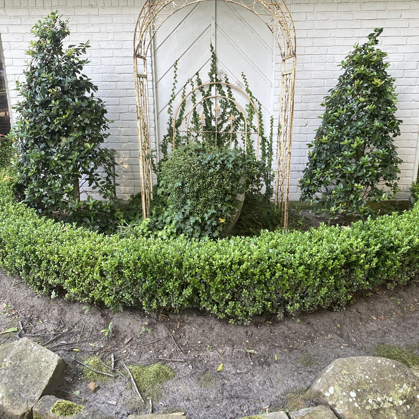 BOXWOOD, 'JAPANESE, 3G