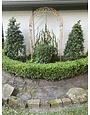Vallecillos Japanese Boxwood 3 Gallon - Buxus microphylla var. japonica