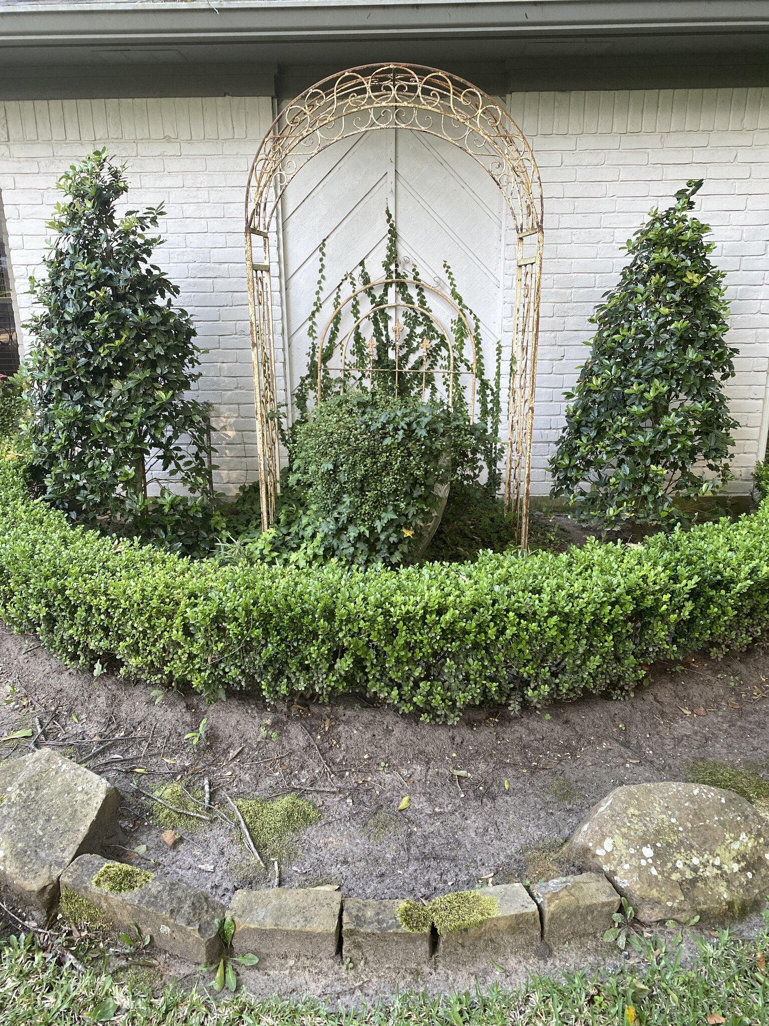 Vallecillos Japanese Boxwood 3 Gallon - Buxus microphylla var. japonica