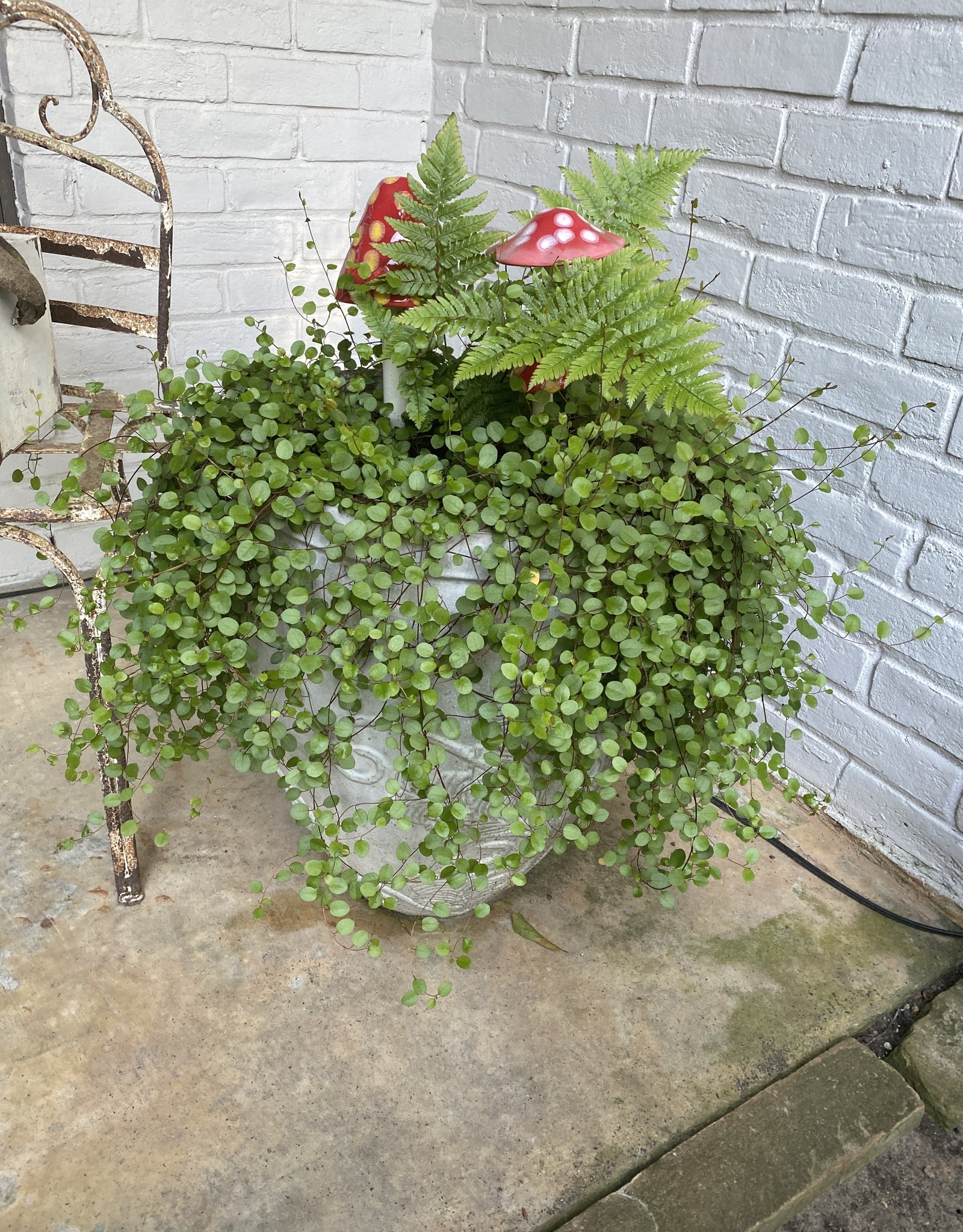 CREEPING WIRE VINE 4" $1.99 ea. - Growers Outlet