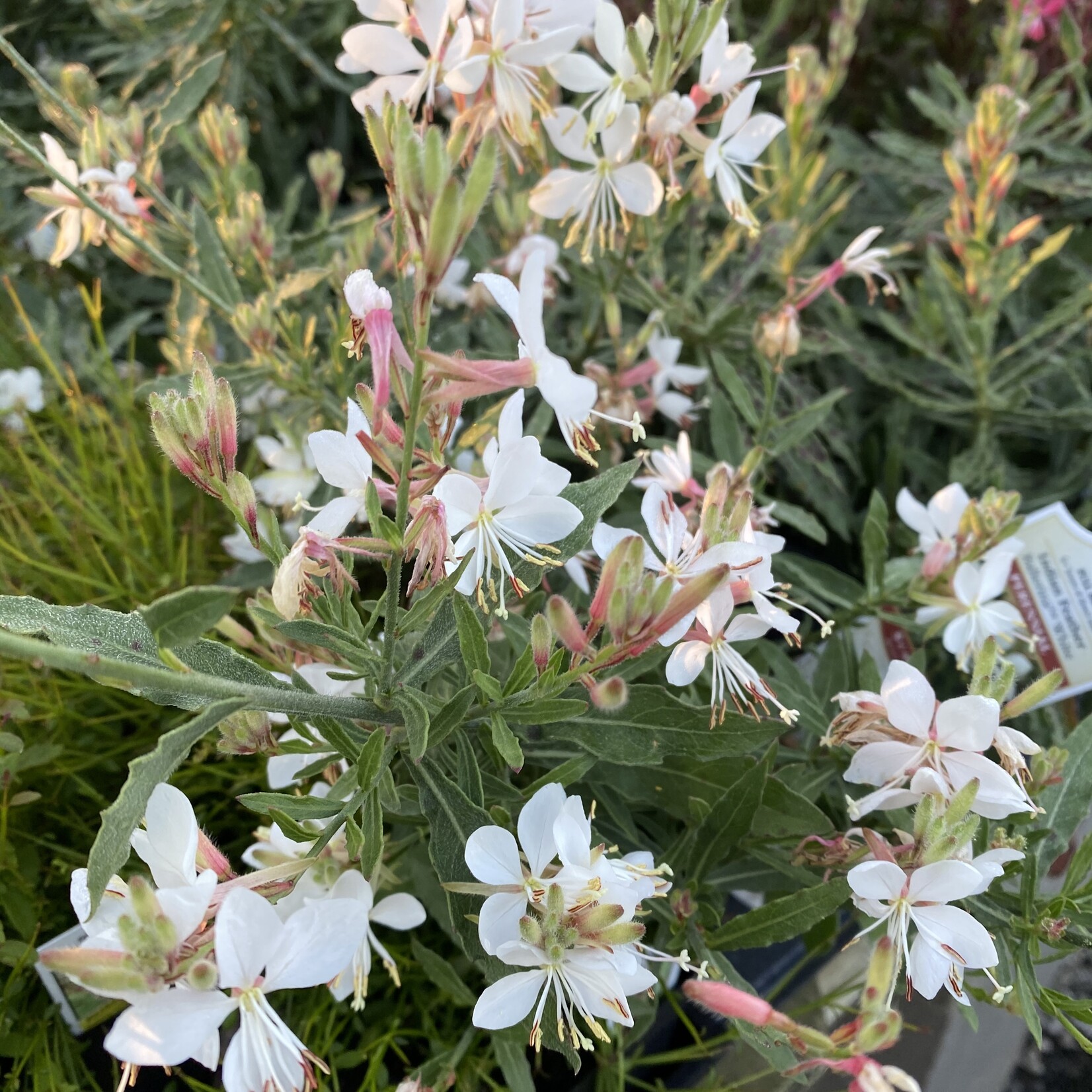 GAURA, 'GRACEFUL WHITE' 1G