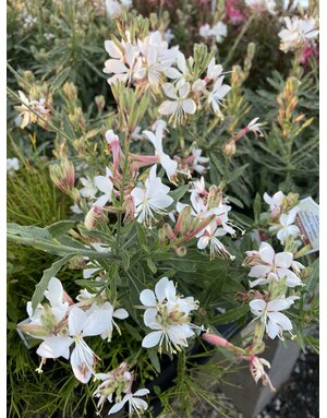 GAURA, 'GRACEFUL WHITE' 1G