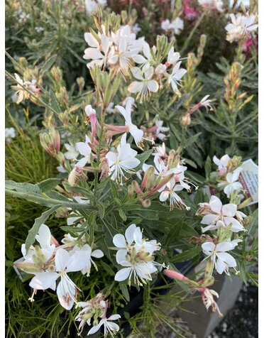 GAURA, 'GRACEFUL WHITE' 1G
